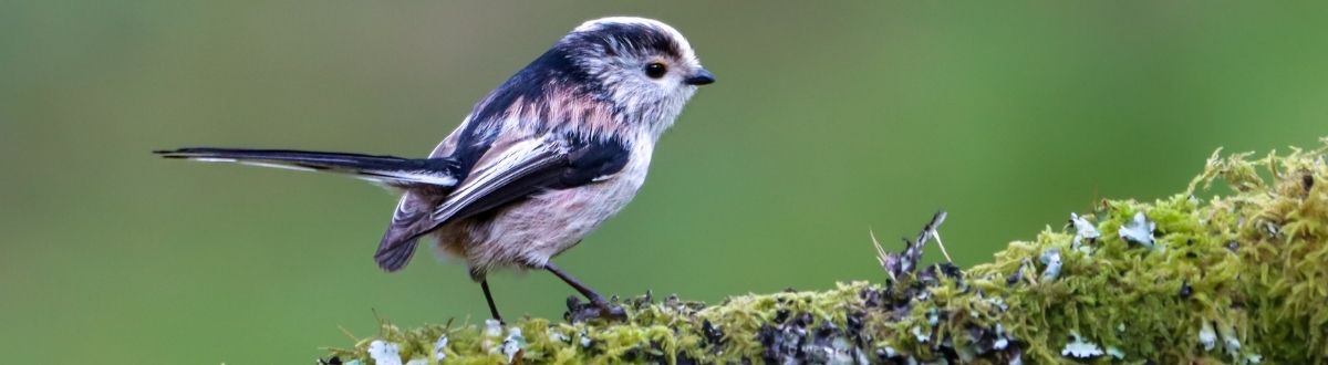 [paste advice page name here]